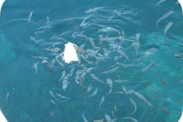 рыбы обедают в море
