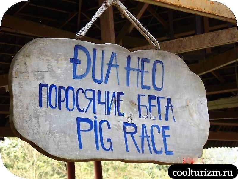 поросячьи бега во вьетнаме