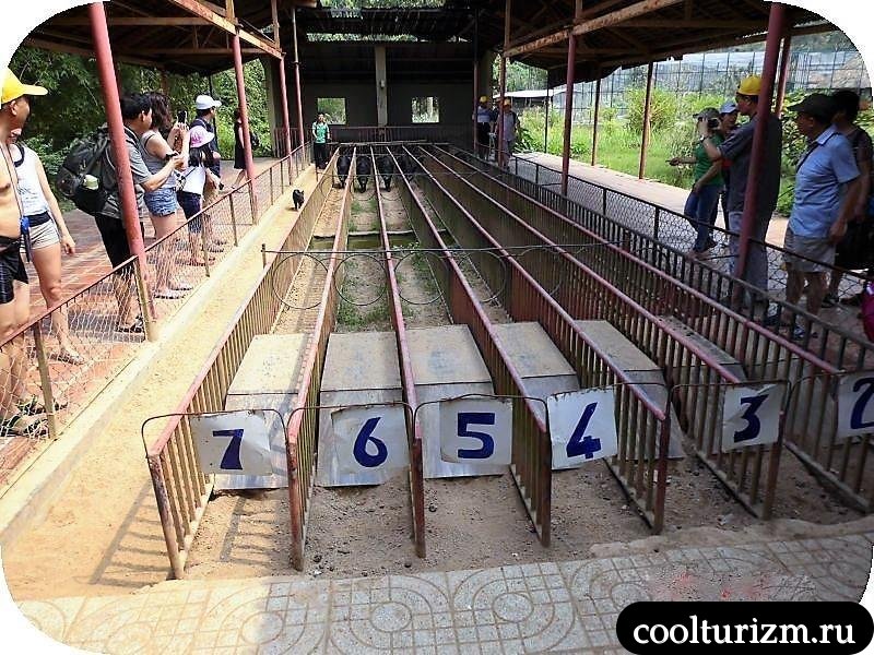 поросячьи бега в разгаре