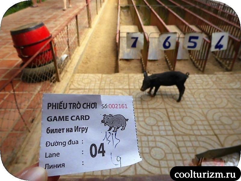 сделали ставку на поросячьи бега