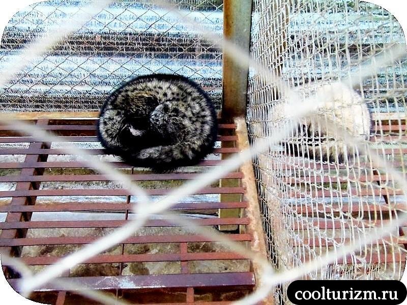 где купить кофе лювак фото