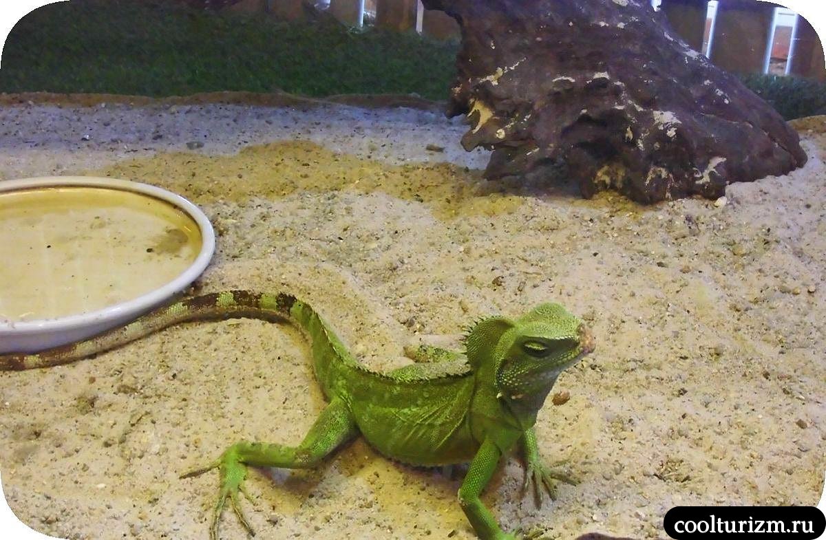 шоу змей в Нячанге