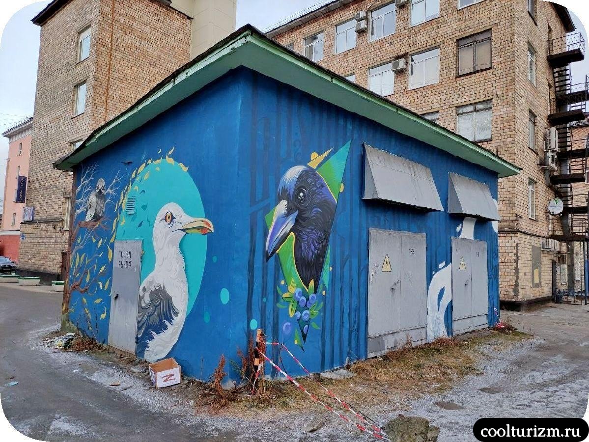 Птичья история серебристые чайки в Мурманске