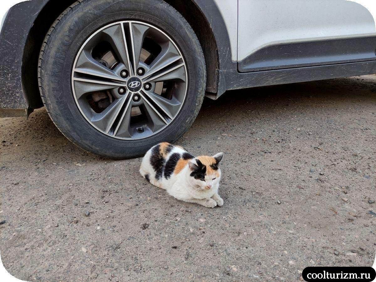 кошка в усадьбе Плешанова Ростов Великий