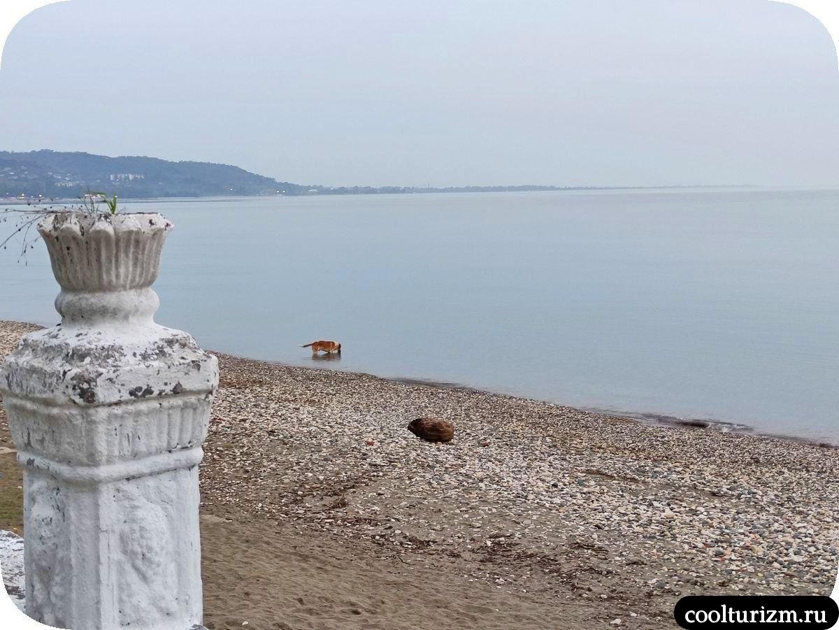 Страна души Сухум бродячая собака пьёт воду из Черного моря