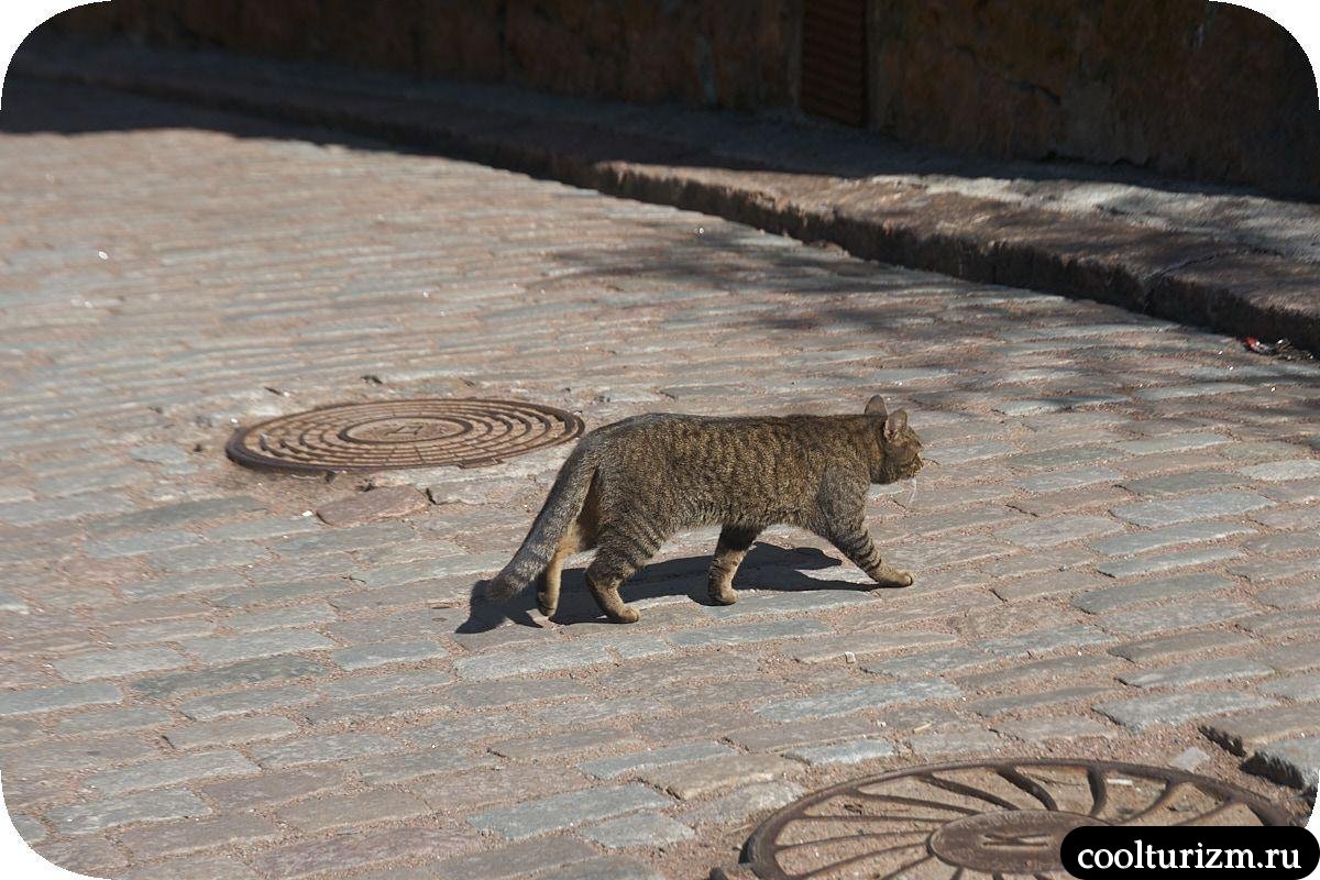 кот переходит улицы Водной заставы в Выборге