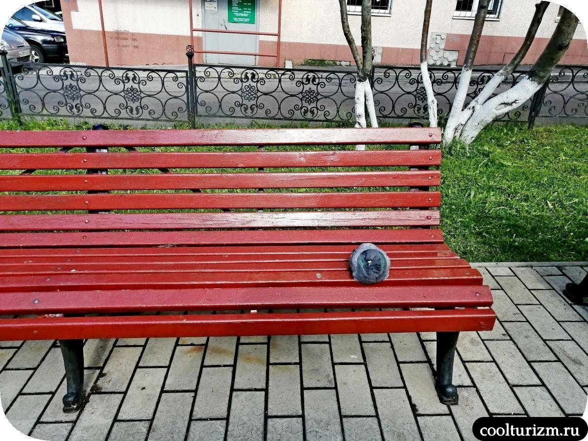голубь на скамейке Мурманск