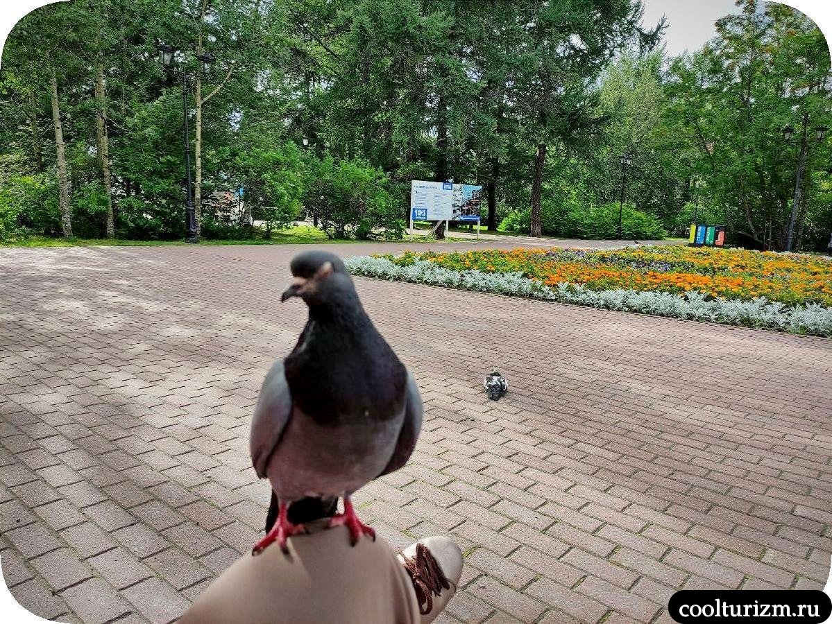 наглый голубь в Мурманске